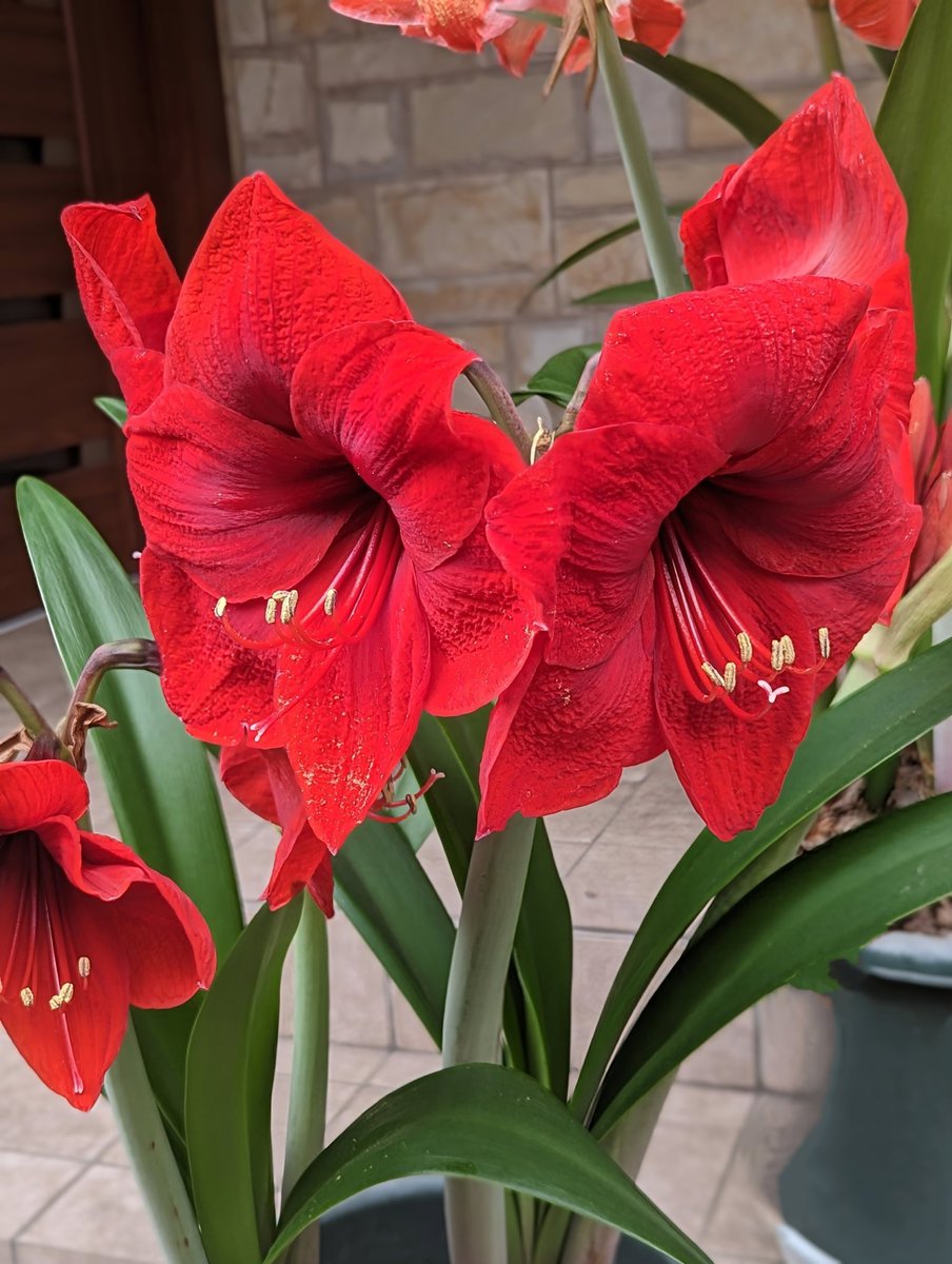 お取置中⭕️⭕️【貴重】柚木沙弥郎　麻 のれん　相撲⭕️⭕️ ⚫️⚪️🌸クロシロ🌸⚫️⚪️ (@UtzCk8iyQEfctoz) / Posts / X