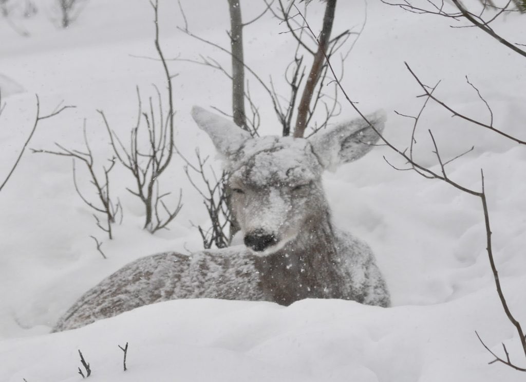 joni_deer's tweet image. weather update:

ough