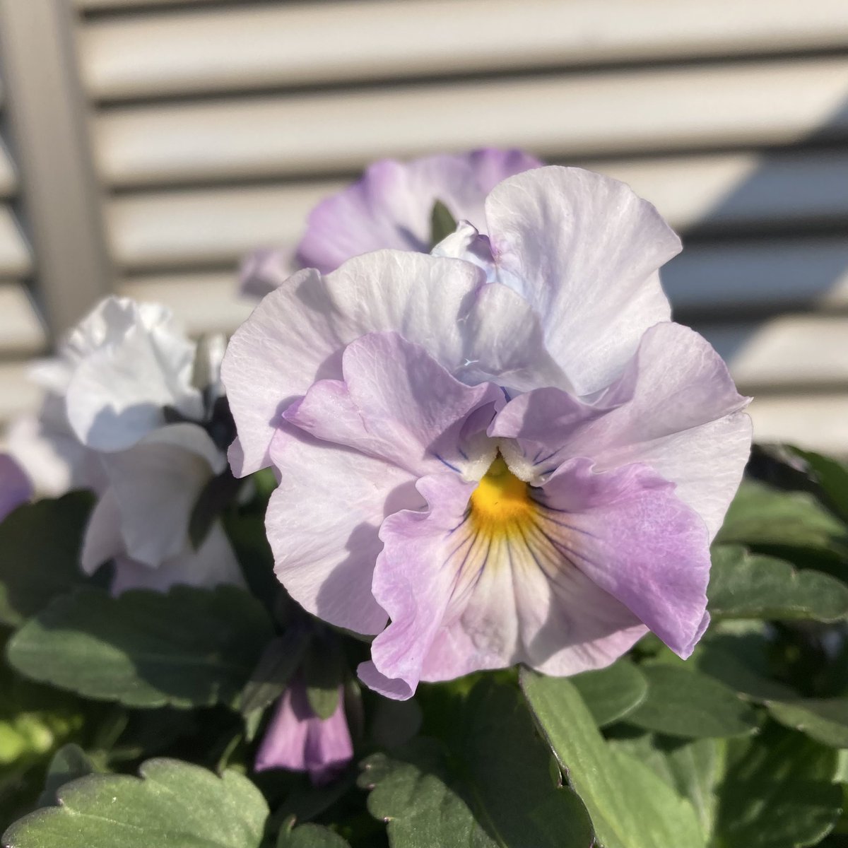 mariko🍎(｡☌ᴗ☌｡)💐🌹✨ tweet media