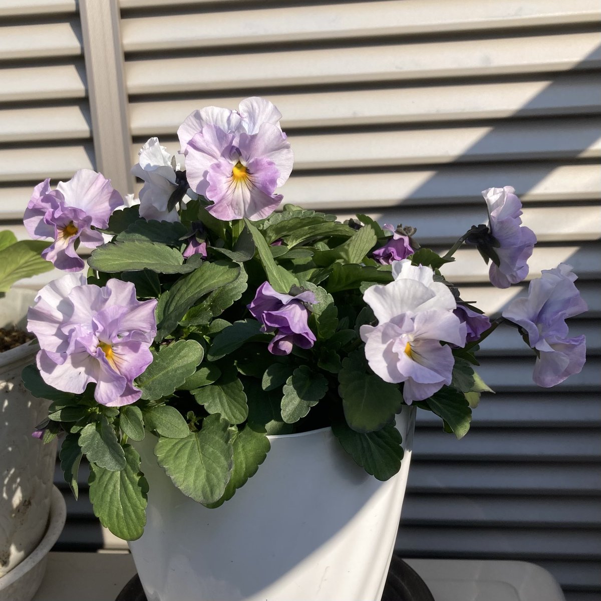 mariko🍎(｡☌ᴗ☌｡)💐🌹✨ tweet media