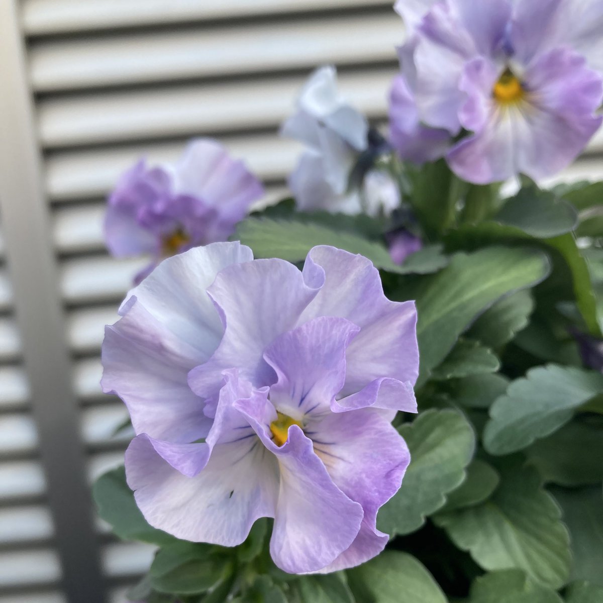 mariko🍎(｡☌ᴗ☌｡)💐🌹✨ tweet media