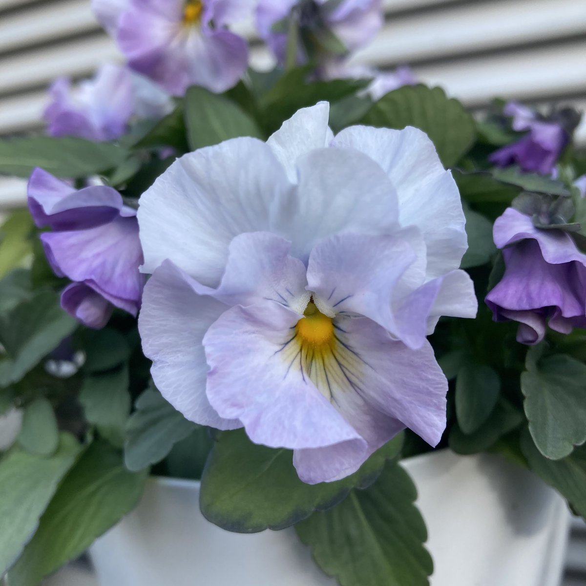 mariko🍎(｡☌ᴗ☌｡)💐🌹✨ tweet media