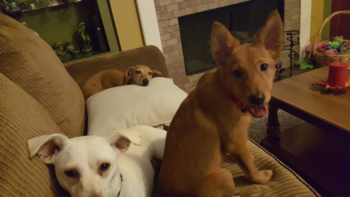 beardomagnifco_'s tweet photo. @LeeandLie My Fur babies. Starting from left...Elsa, Cleo, Ana. https://t.co/KkGYJrU2Dn