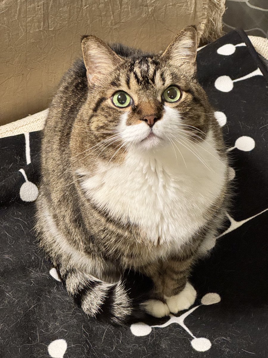 poncho_neko's tweet photo. 今日も丸み120%でおはよーにゃお！ https://t.co/FsZ2wt0PGo