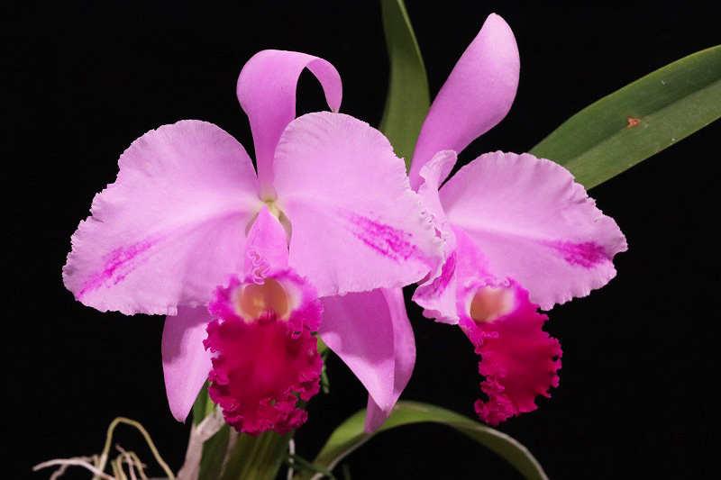 NK】 (@nknk81191345) / Posts / X