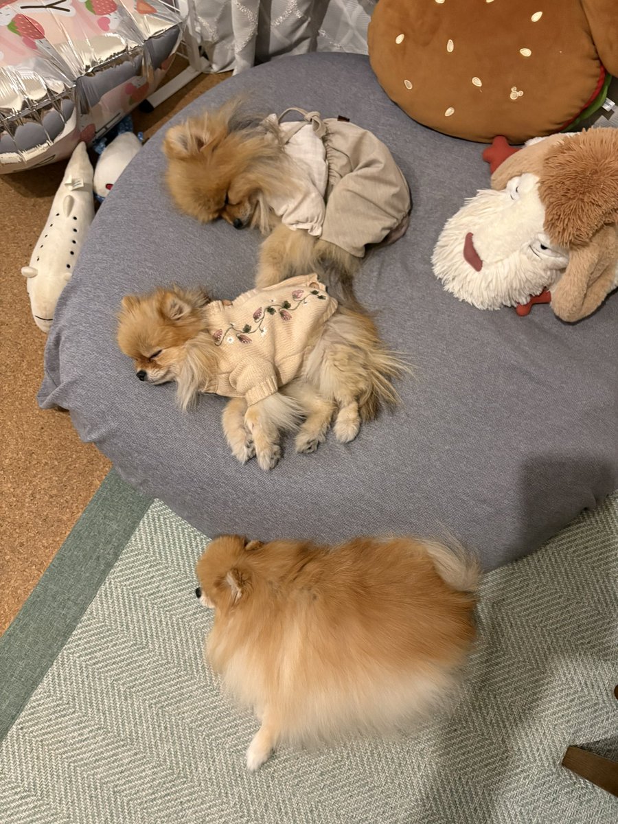 きなこ🐶🫰🍠@ポメ界の橋本環奈 tweet media