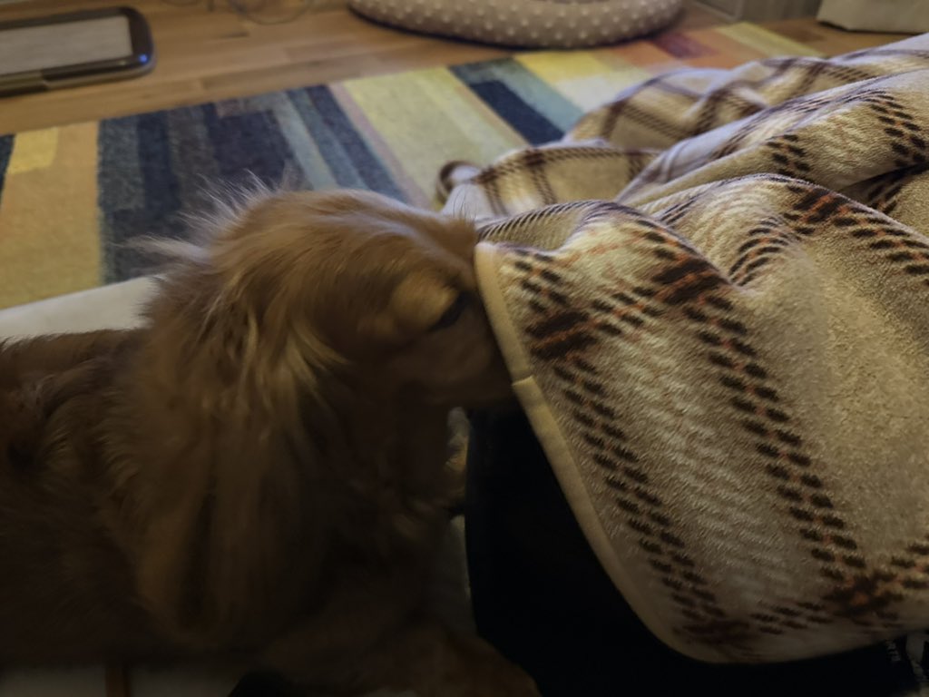 おはようございます☀淡路島ロスのサンちゃんママです😭💦
パパが膝掛けをかぶって寝ていても、頭は舐めたいサンちゃん🤣💕膝掛けはライバルだね💦凄まじい愛情表現だわ😅
#ミニチュアダックス #愛犬サンちゃん #犬好きさんと繋がりたい #パパっ子 #愛情表現 #頭が好き