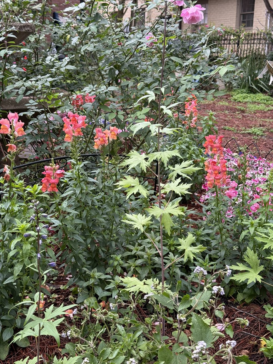 MargaretOrr's tweet image. My garden is really pretty  now, but will have light freeze at my house. Cannot cover everything. Cut back some plants to get more coverage.  I do have cold hearty plants. Used garden sheets weighted with bricks. Used boxes too &amp;amp; pine straw. #nola #freeze