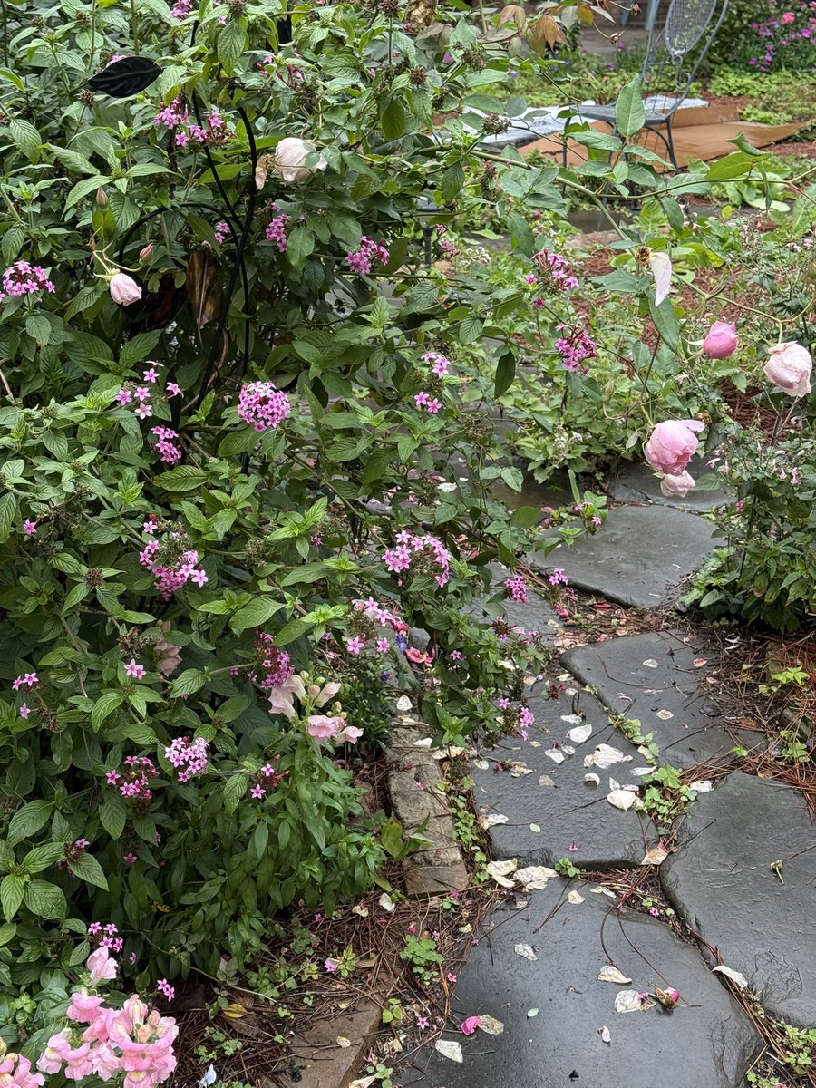 MargaretOrr's tweet image. My garden is really pretty  now, but will have light freeze at my house. Cannot cover everything. Cut back some plants to get more coverage.  I do have cold hearty plants. Used garden sheets weighted with bricks. Used boxes too &amp;amp; pine straw. #nola #freeze