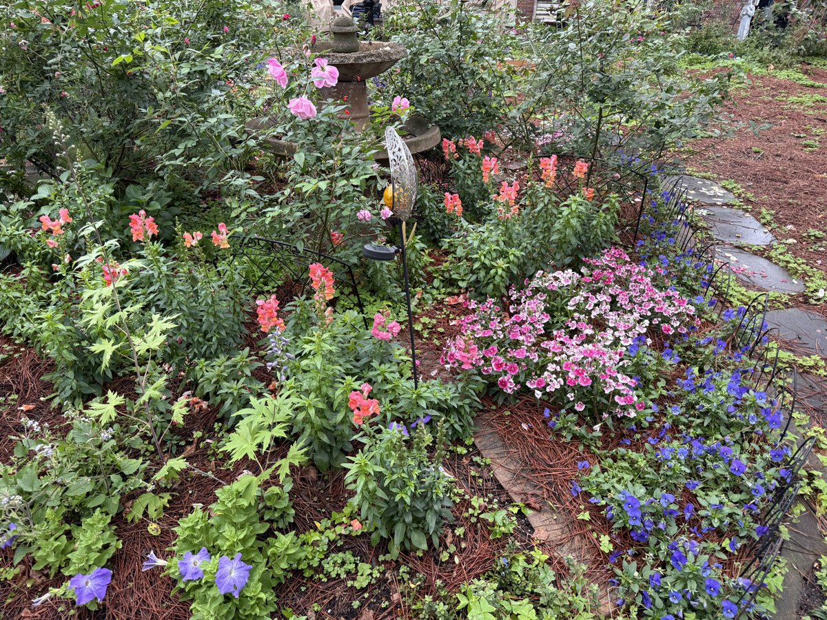 MargaretOrr's tweet image. My garden is really pretty  now, but will have light freeze at my house. Cannot cover everything. Cut back some plants to get more coverage.  I do have cold hearty plants. Used garden sheets weighted with bricks. Used boxes too &amp;amp; pine straw. #nola #freeze