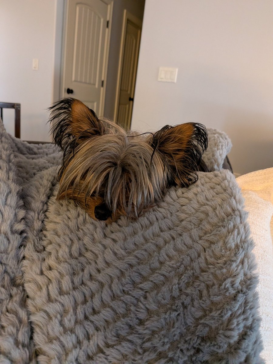 Megan Black tweet media