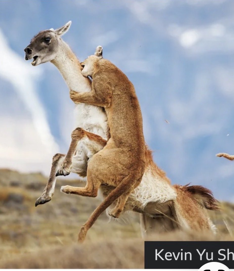 Un puma atacando a un guanaco. 
Chile, Parque Nacional Torres del Paine. Foto premiada de Kevin Yu Shi. #patagonia #Magallanes