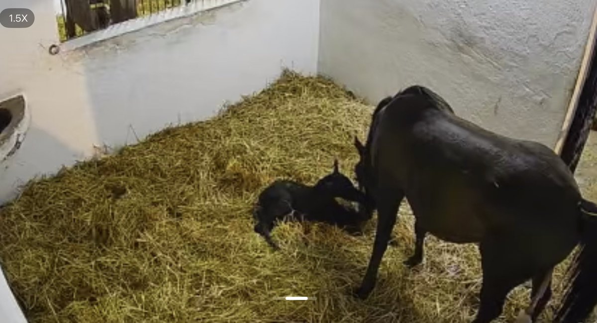 Refik Yiğit tweet media