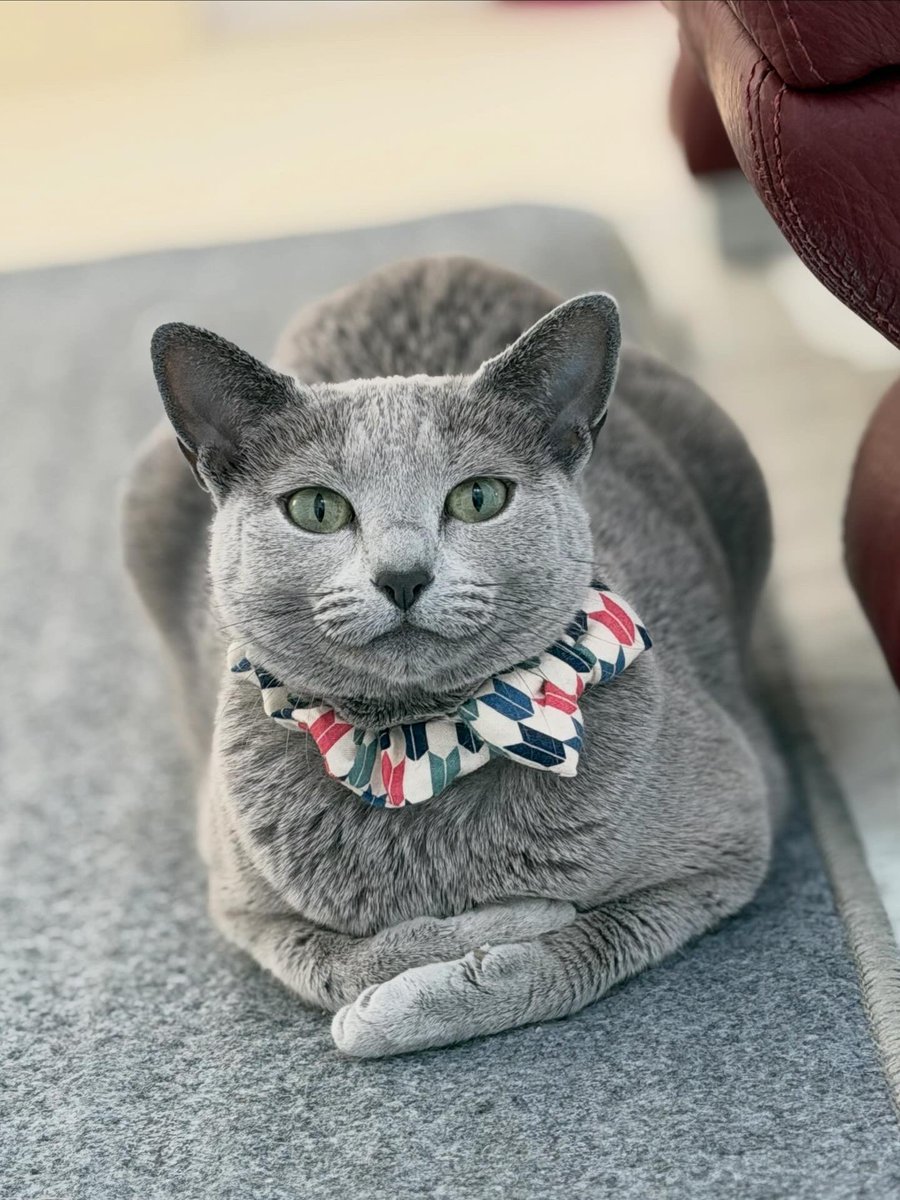 LisaLisa200601's tweet image. おはニャン🐈🐈

#猫
#russianblue
#リサリサとリリー
#ねこのき