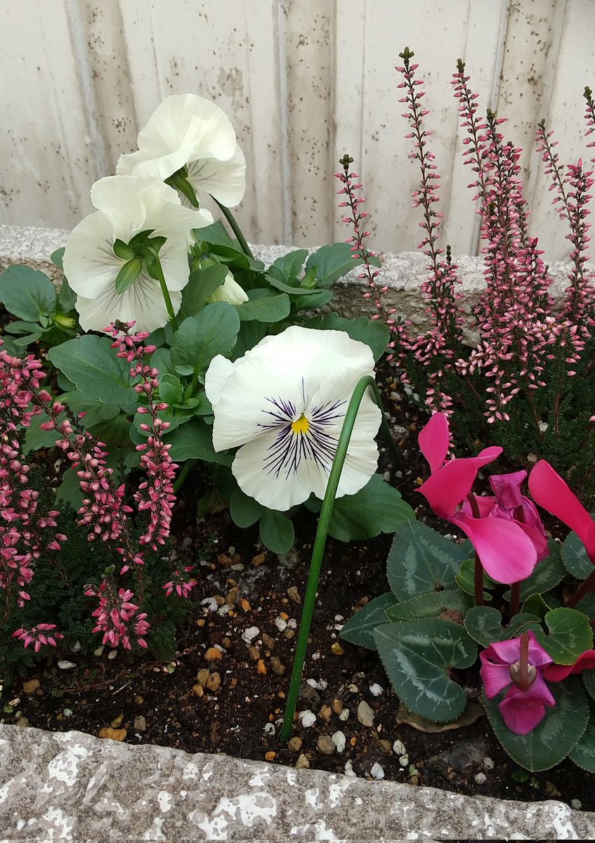 おはようございます😊
今日も素晴らしい1日でした✨💕😆
#flowers
#TLを花でいっぱいにしよう