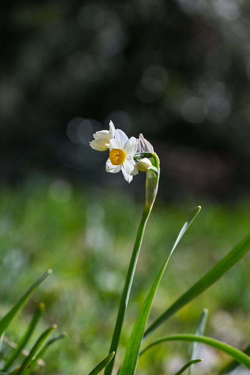 おはようございます( ¨̮ )