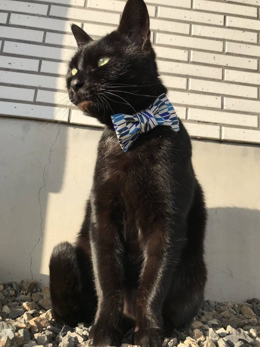 黒猫ミント CACAOCAT petite缶 アーモンド&ホワイト スイーツ チョコレート プチギフト