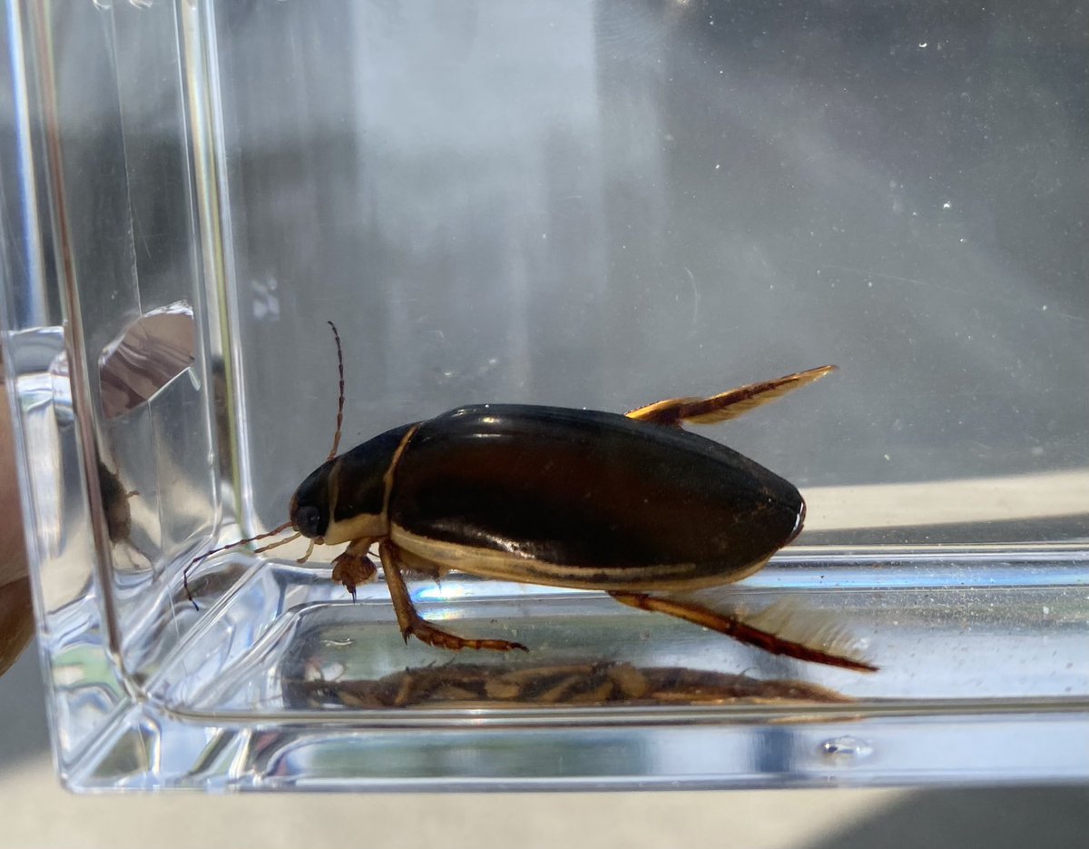 北海道の自然153 ゲンゴロウモドキ Dytiscus dauricus 国内では北海道