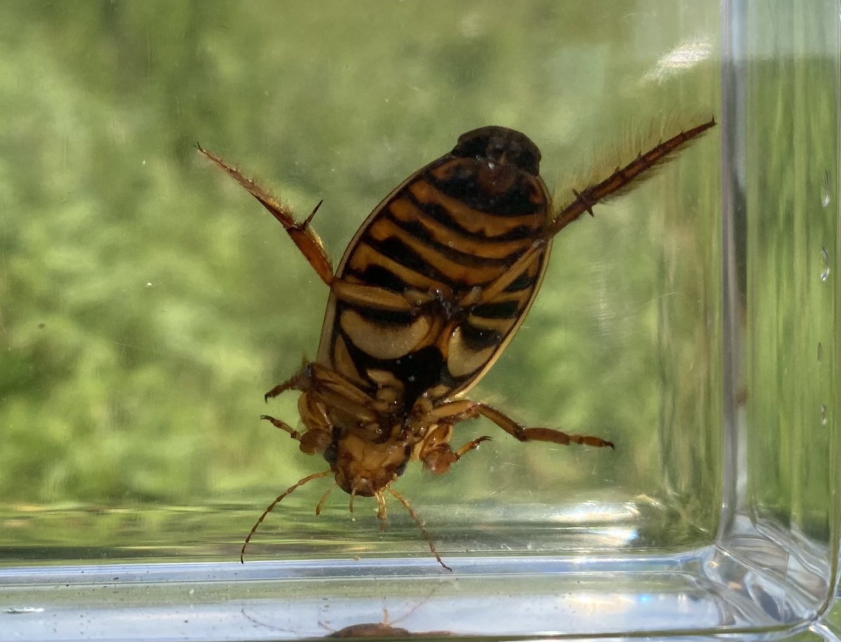 北海道の自然153 ゲンゴロウモドキ Dytiscus dauricus 国内では北海道