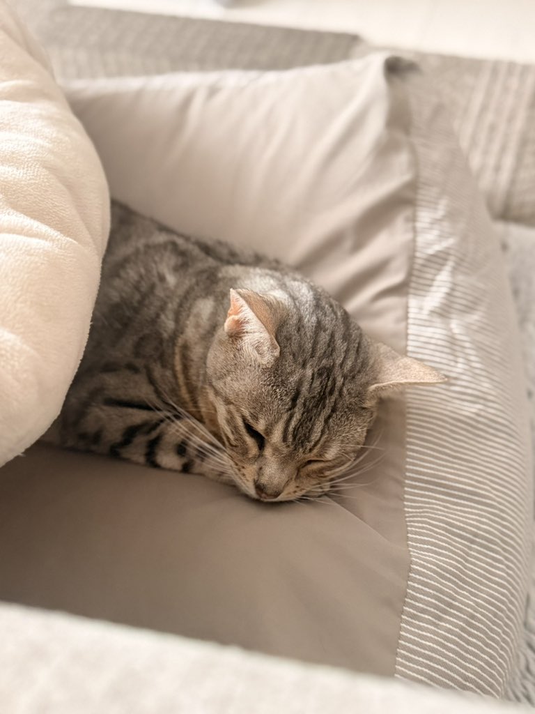 ooooliveeee's tweet image. 昨日も日曜日営業してる動物病院探して点滴と胃保護する注射をしてもらった。優しい先生だった。病院から帰ったあとは水飲んだりトイレ通ったり。今朝はチュール3本だけ食べれた。4本目で飲み込みにくさが出てきて終了。毛もパサパサになり、小さくほとんど動かないソフィーです。
#リンパ腫