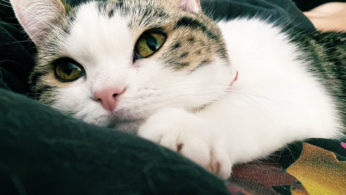 きゃわいいだねぇおもちは🥹