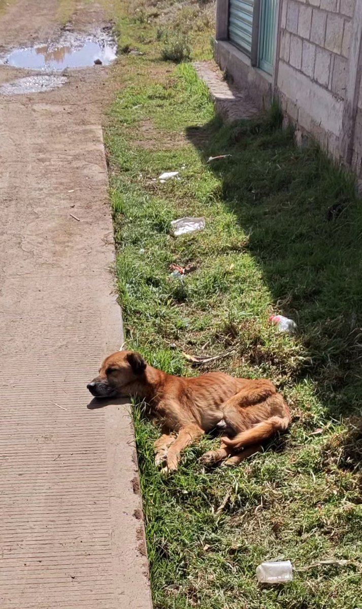 🎙️ ᗰᖇ. ᑕíᐯIᑕO ®🇲🇽₿ ✖️ tweet media