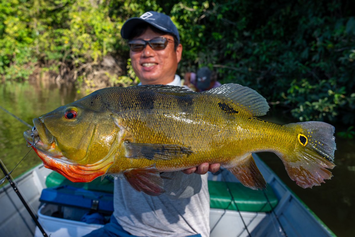 キクラ・オセラリス(Cichla ocellaris)
ガイアナのエセキボ川にて
なぜか船の際を泳いでたのでビーフリーズちょんちょんしたら釣れました笑
#トランスセンデンス
#レイブルジニア