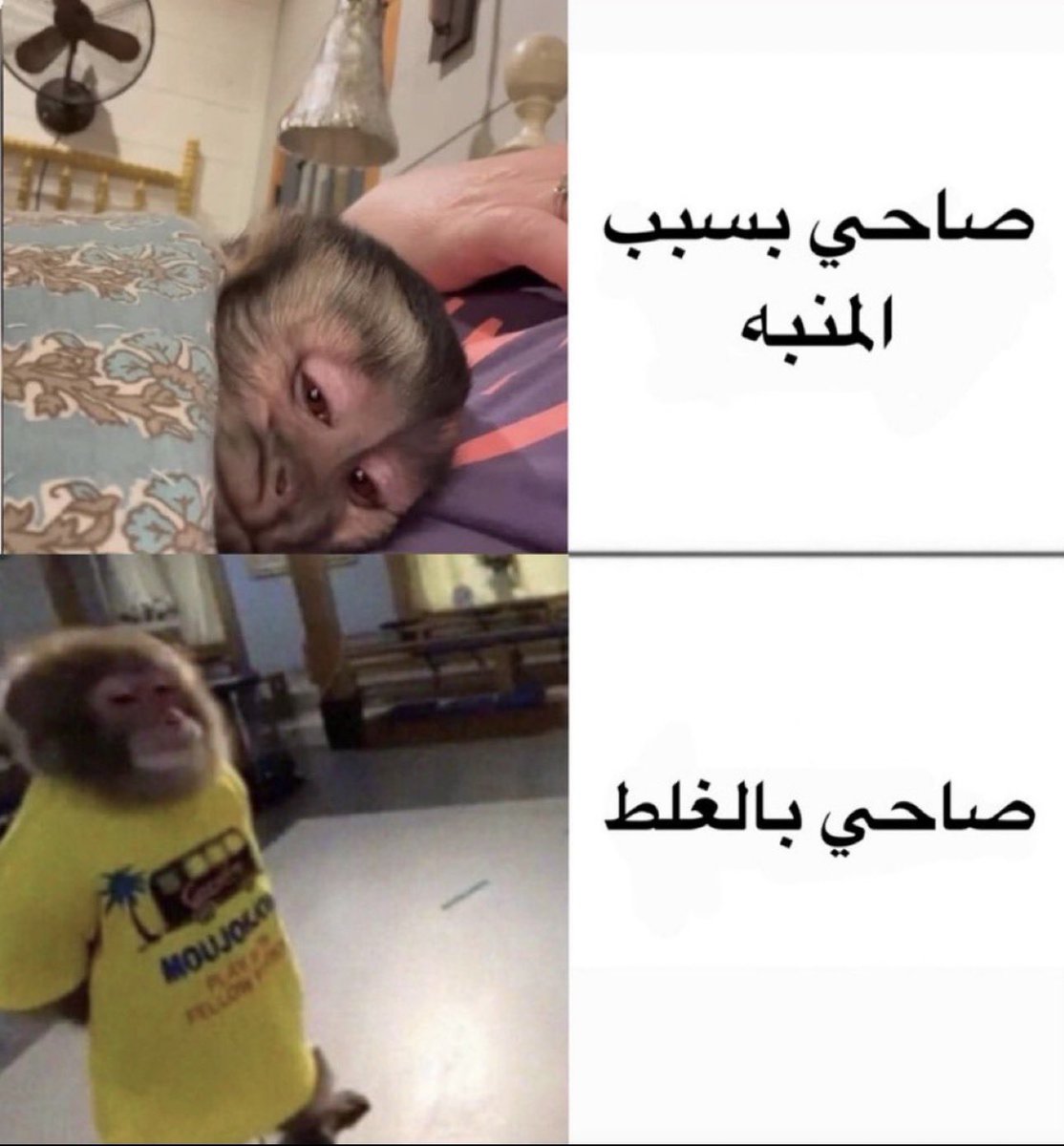 منصور tweet media