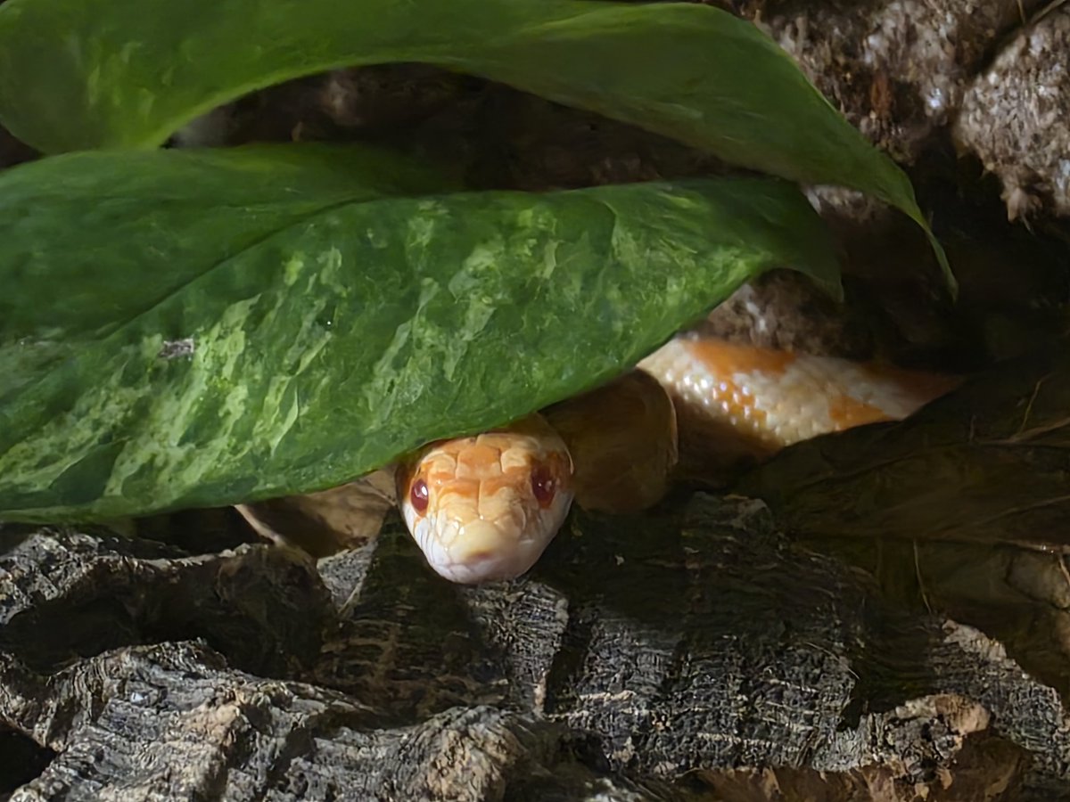 Foxxtrots 🦊🦊 tweet media