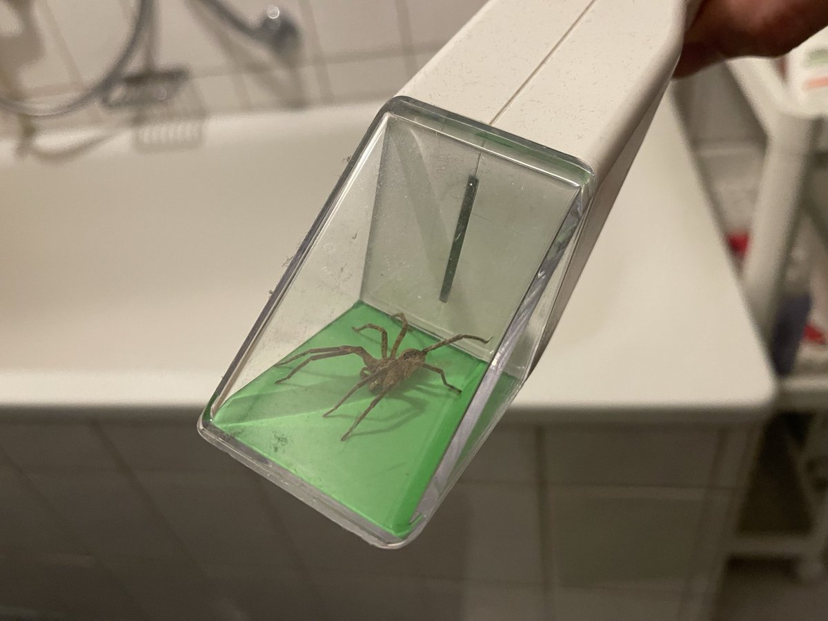 Brummi 🚛 貨車司機 tweet media