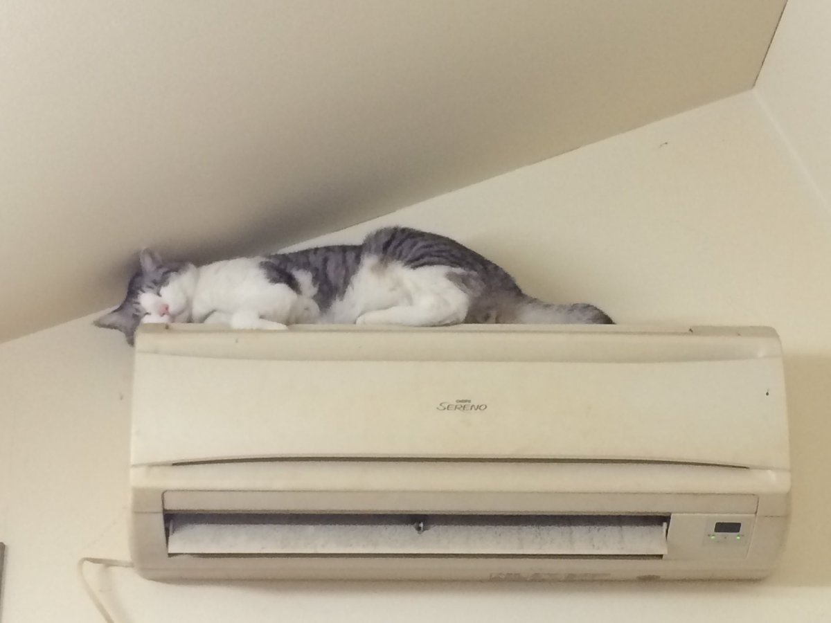 jacodesu's tweet image. なぜそこに？