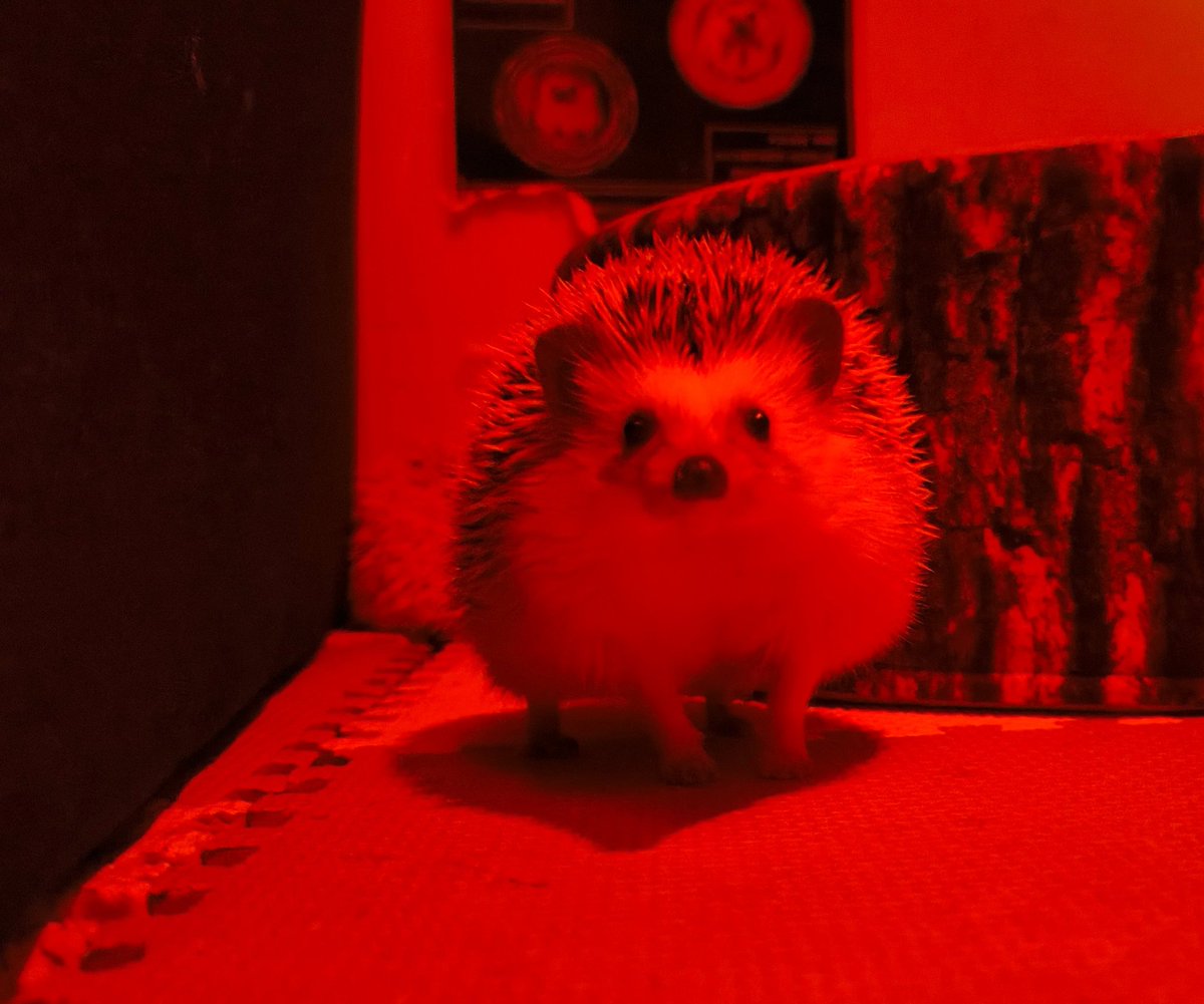 2am_hhc's tweet image. くるみちゃんもやっぱり大好きこのすき間🪵🦔

すでにももちゃん🦔が入っていたのです✨

くるみちゃんのキョトン顔も可愛いのです😍

本日は12〜18時まで営業致します🙇
【1月定休日】27(火)