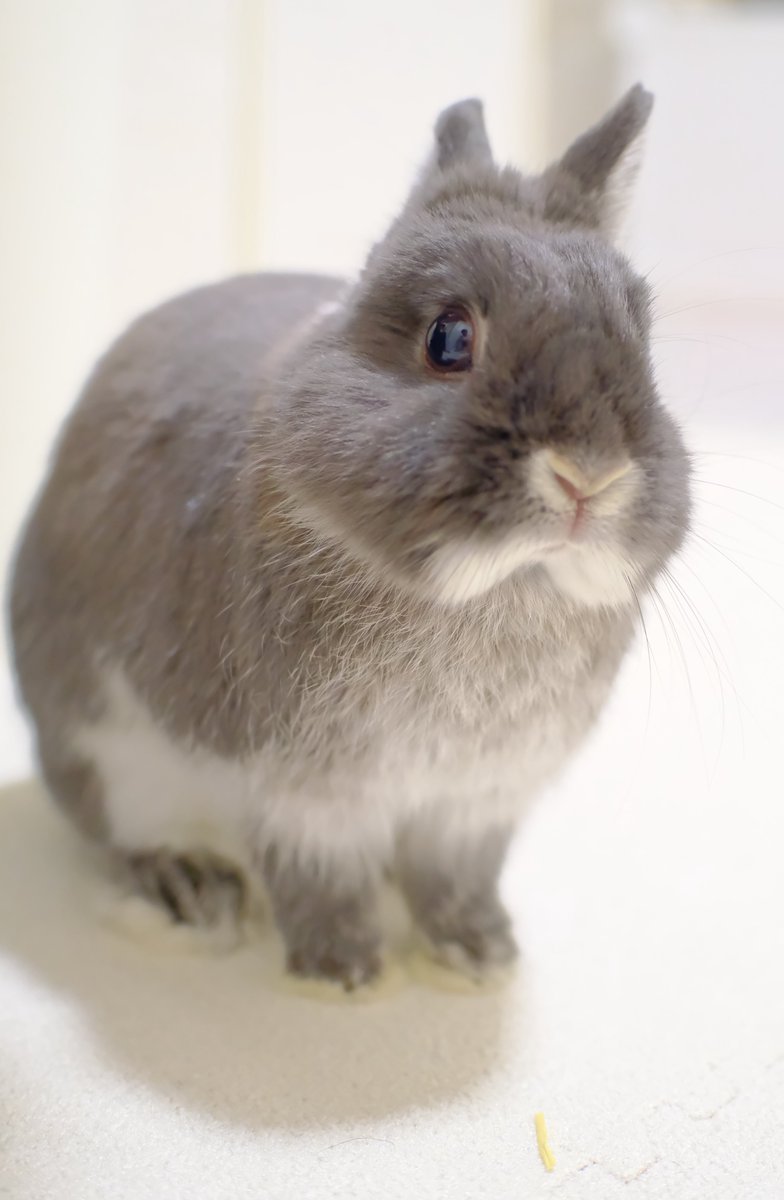 うさぎのびび tweet media