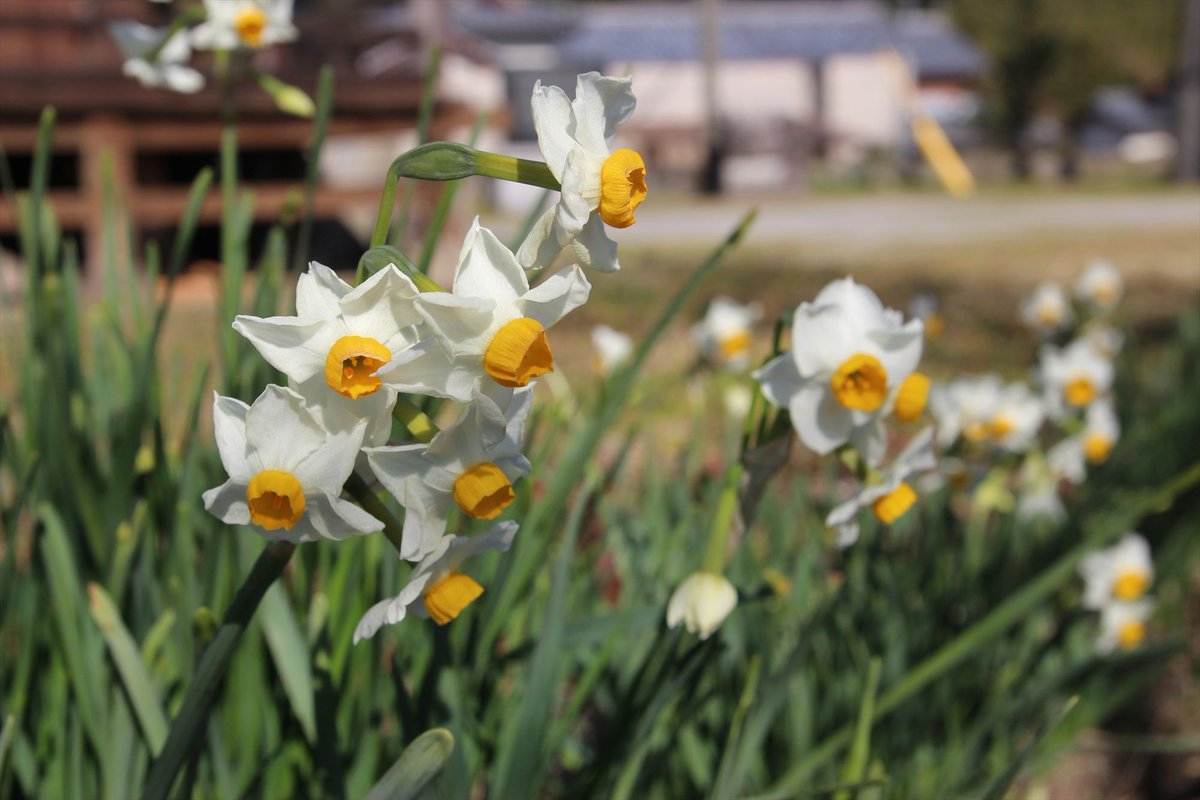 百合（ユリ）　花言葉：純粋・無垢・威厳

今日休みの私はちょっとドライブしてきて家で缶酎ハイを開けた所です。のんびり過ごしたいと思います！