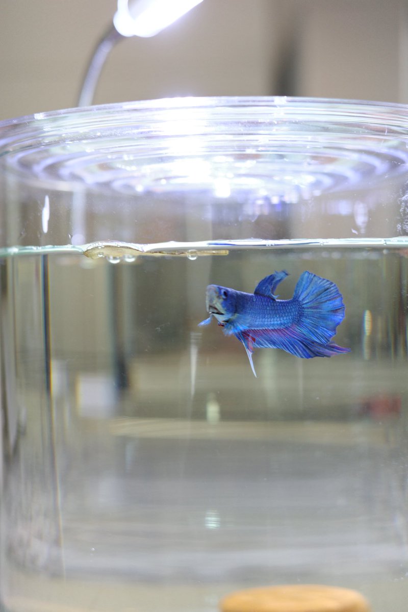 _shiorinobetta's tweet photo. 10月の頭にHMPKのサファイヤくんをお迎えしたんですね。
今13匹います。来週7匹来ます。来月1ペア追加されそうです？もう何年か経ちましたか？ https://t.co/sh1SJGh3Ih