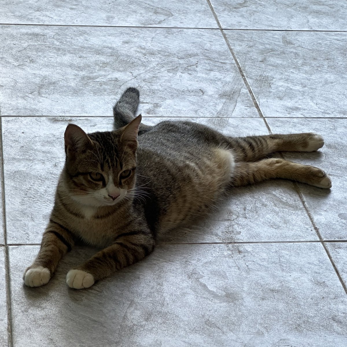 mybabytenten's tweet image. ฮีหนีออกจากบ้านไปหยอกไก่ สรุปโดนไก่ไล่เตะ ฮีไม่พอใจมาก