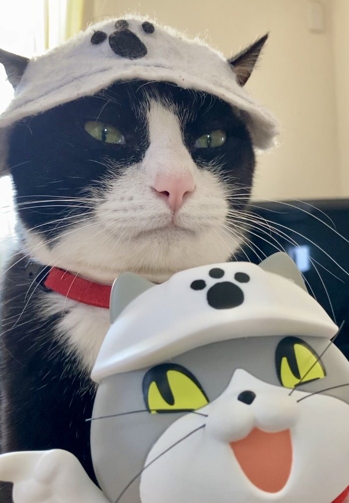 ぷみお現場の猫 (@0371satomi) / Posts and Replies / X