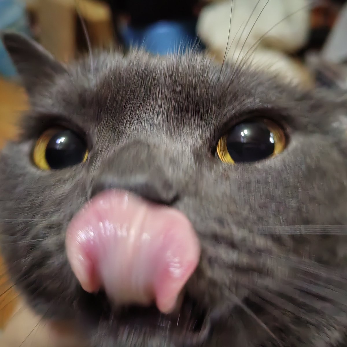 岳绿素🌱🏛❌❌❌🔄❗️ tweet media