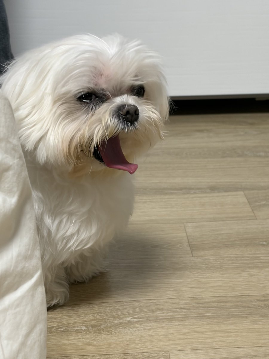 dog_millgaru's tweet photo. 하암 https://t.co/PfyIhEWAdf