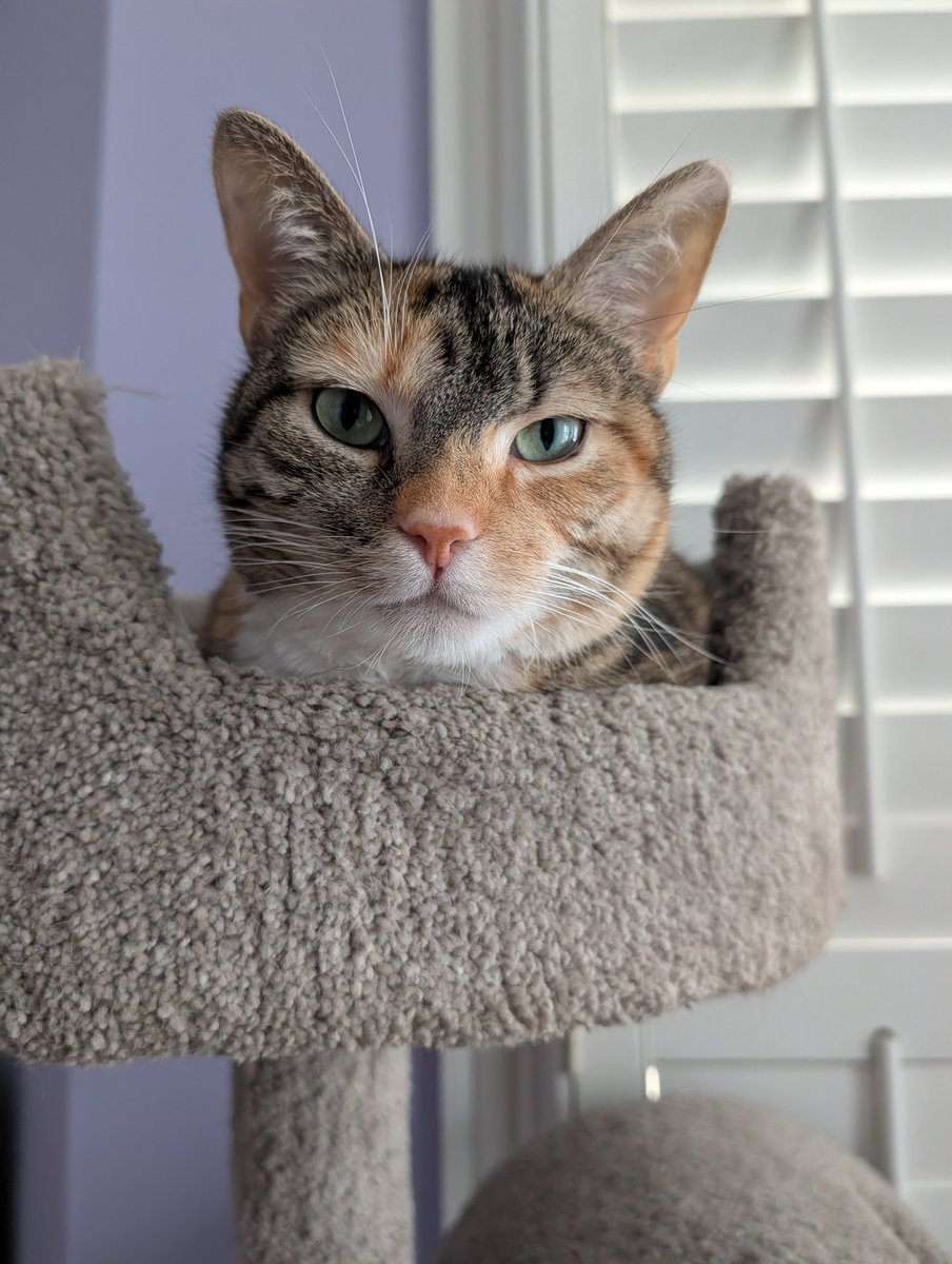 Howard CrewSox tweet media