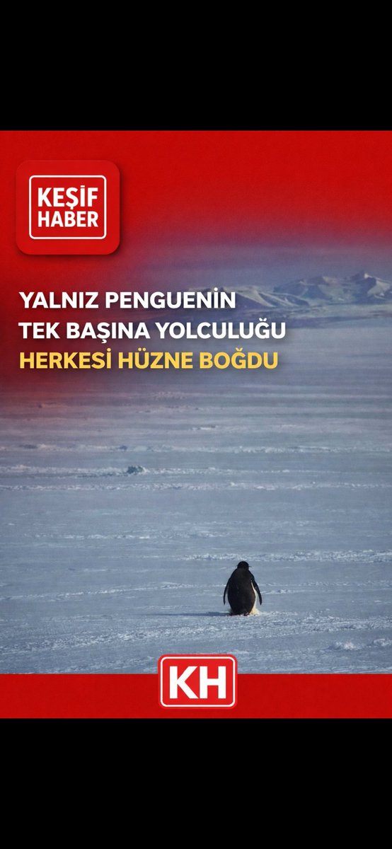 Tek başına yola çıkan bu penguen…
Bir an bile arkasına bakmadan yürüdü.
Sessiz ama çok şey anlatıyor.
Bazen en büyük yalnızlık, en güçlü yürüyüştür. 🐧
#Penguen #Doğa #Viral #KeşifHaber #Duygusal #Hayat #SessizGüç