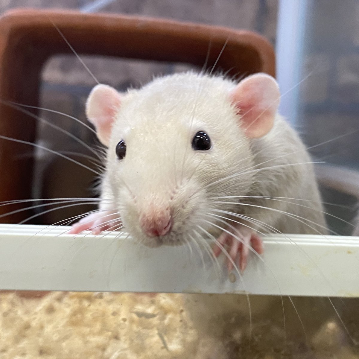 本日も13時〜20時で営業中✨

【本日の餌在庫状況】

活餌→コオロギSS欠品中⚠️
冷凍餌→ファジー・アダルトMマウス欠品中🙅‍♀️

ご来店お待ちしております☀️

 #コーンスネーク 
 #イエアメガエル 
 #リチャードソンジリス 
 #ファンシーラット