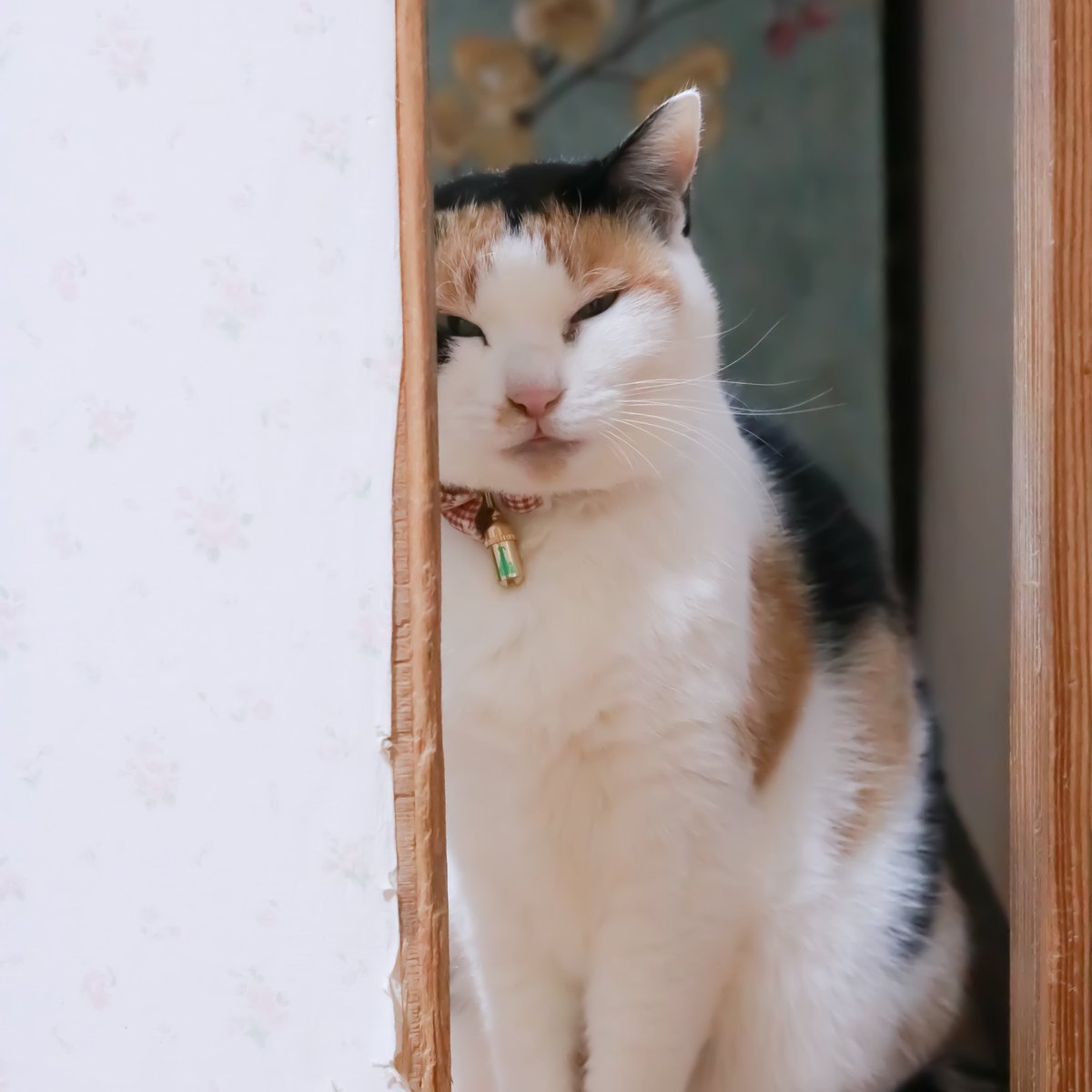 家庭内野良猫みー 7歳 「にんげん おやつ ちょうだい😊」