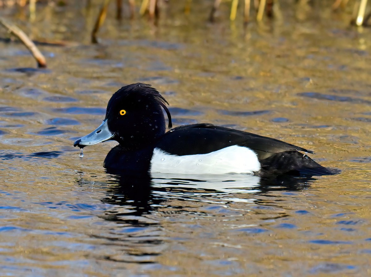 Carl Bovis tweet media