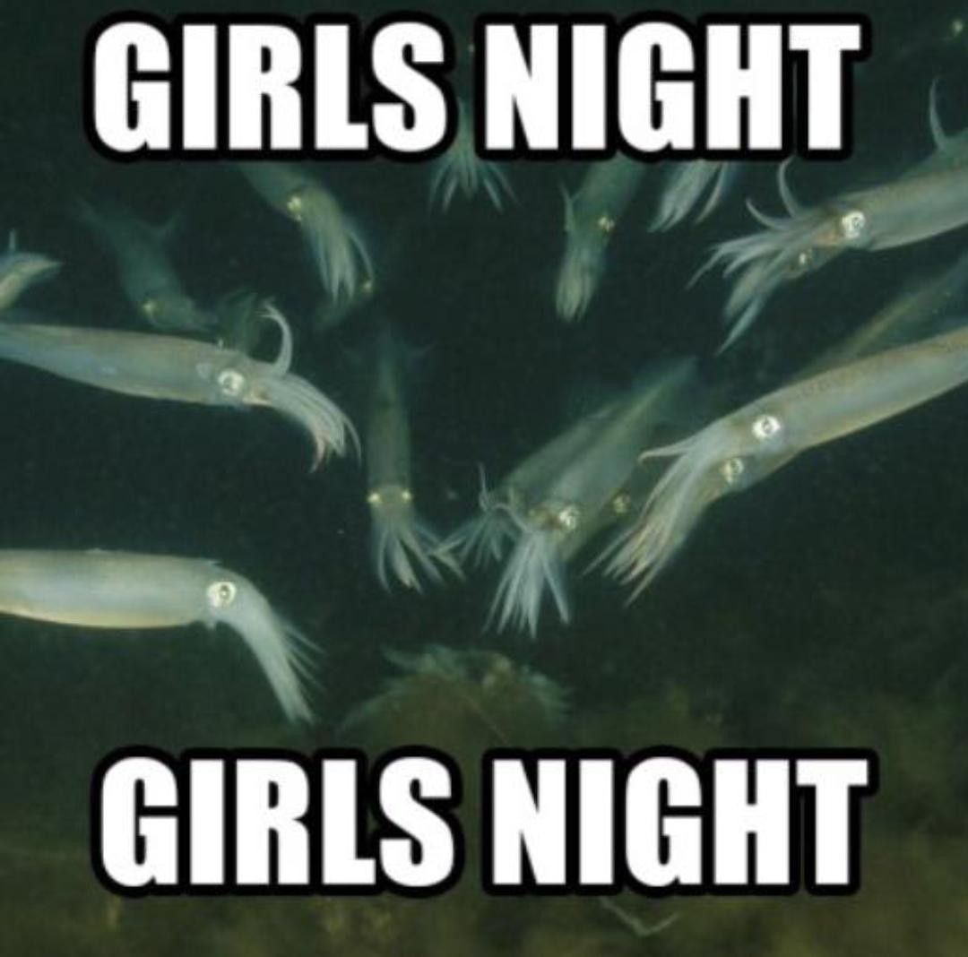 horse dentist (@equine__dentist) on Twitter photo 