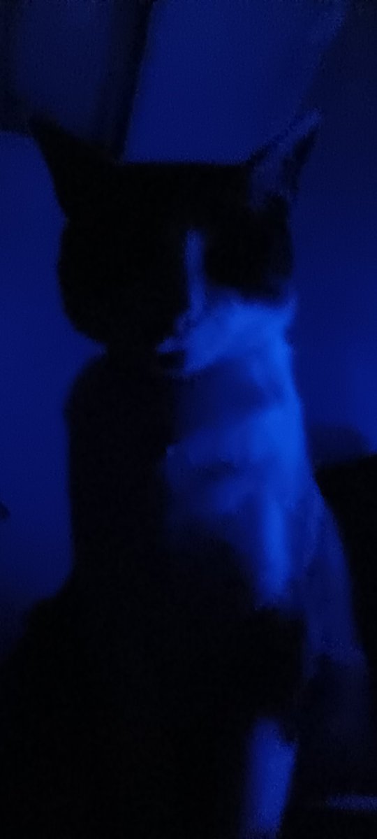 tobiasposting's tweet photo. I am your father. #starcats #catwars https://t.co/rcvvs3jwMK