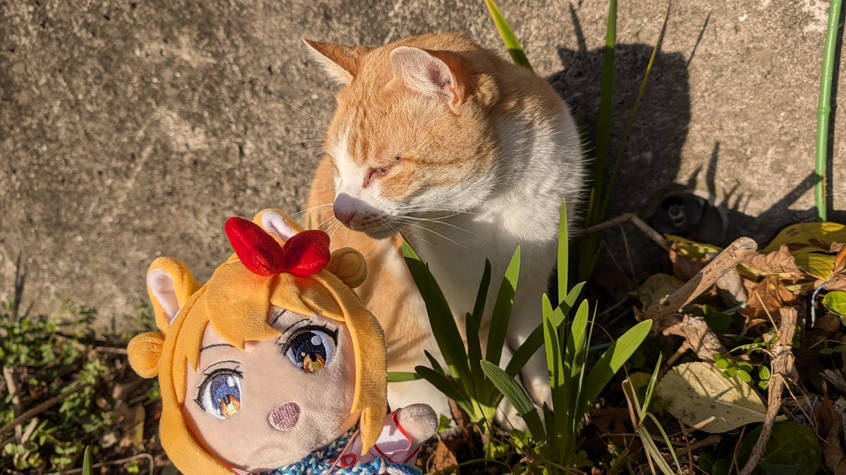 Post by ゆつば♨️ on X: にゃあん🐾