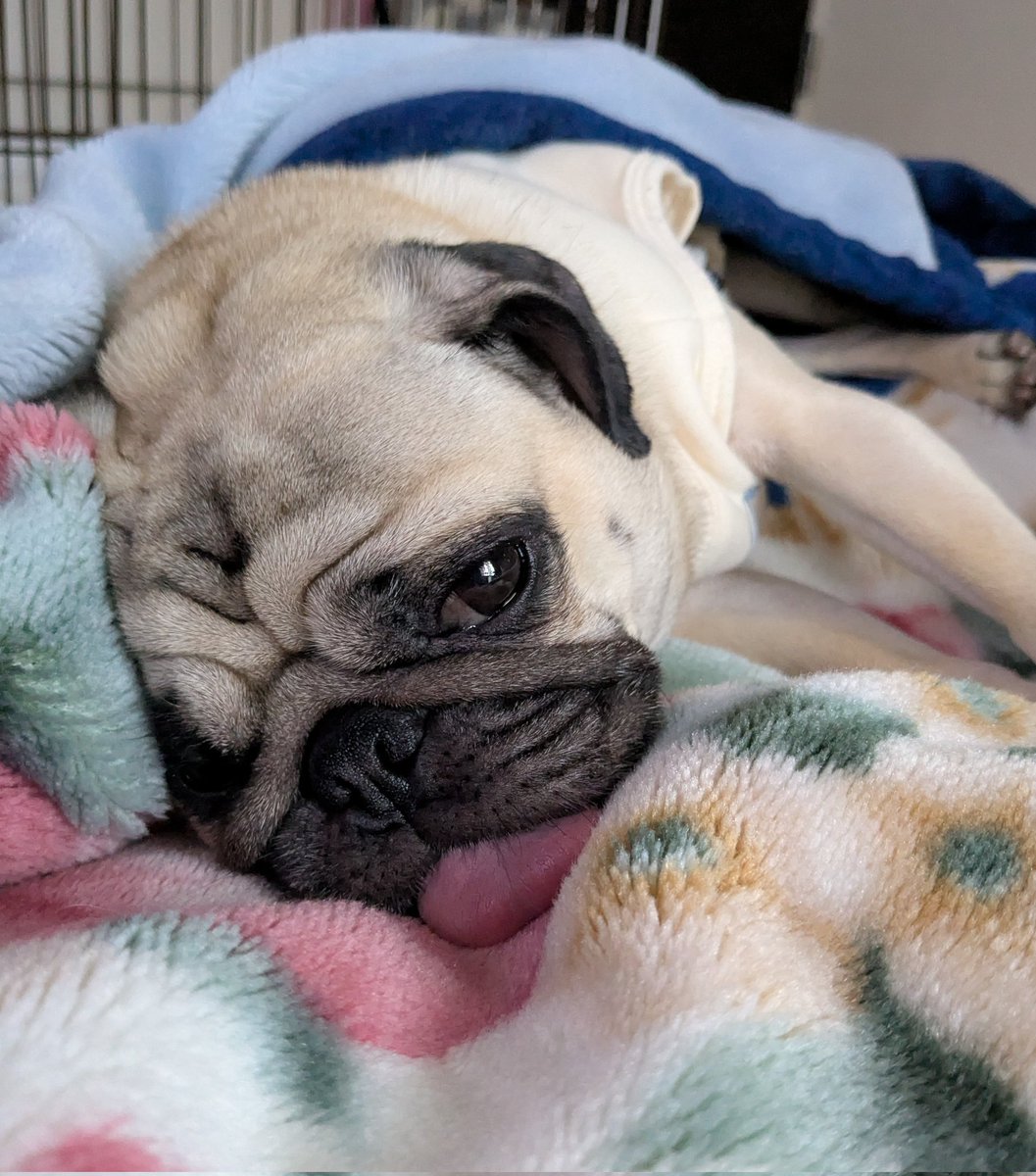 パグのこまめ (@pug_komame) / Posts / X