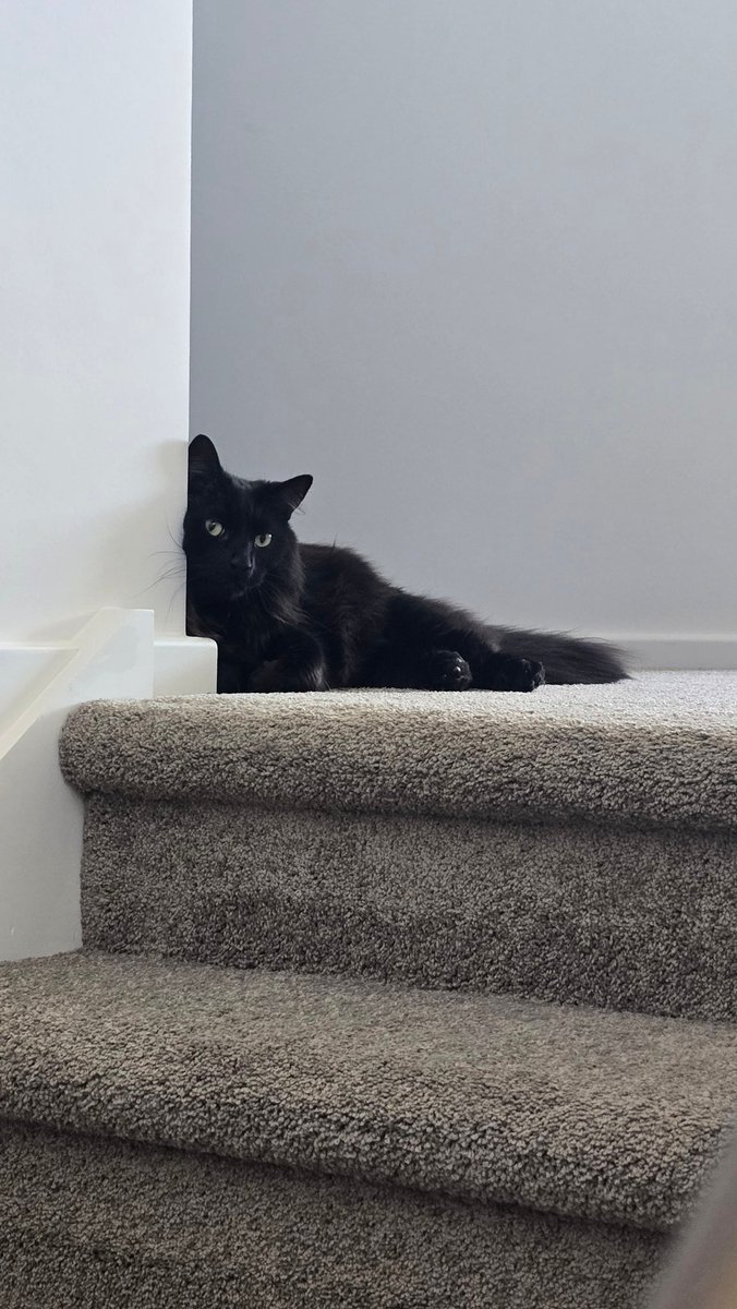 PearlescentMoon's tweet image. My boi ❤️