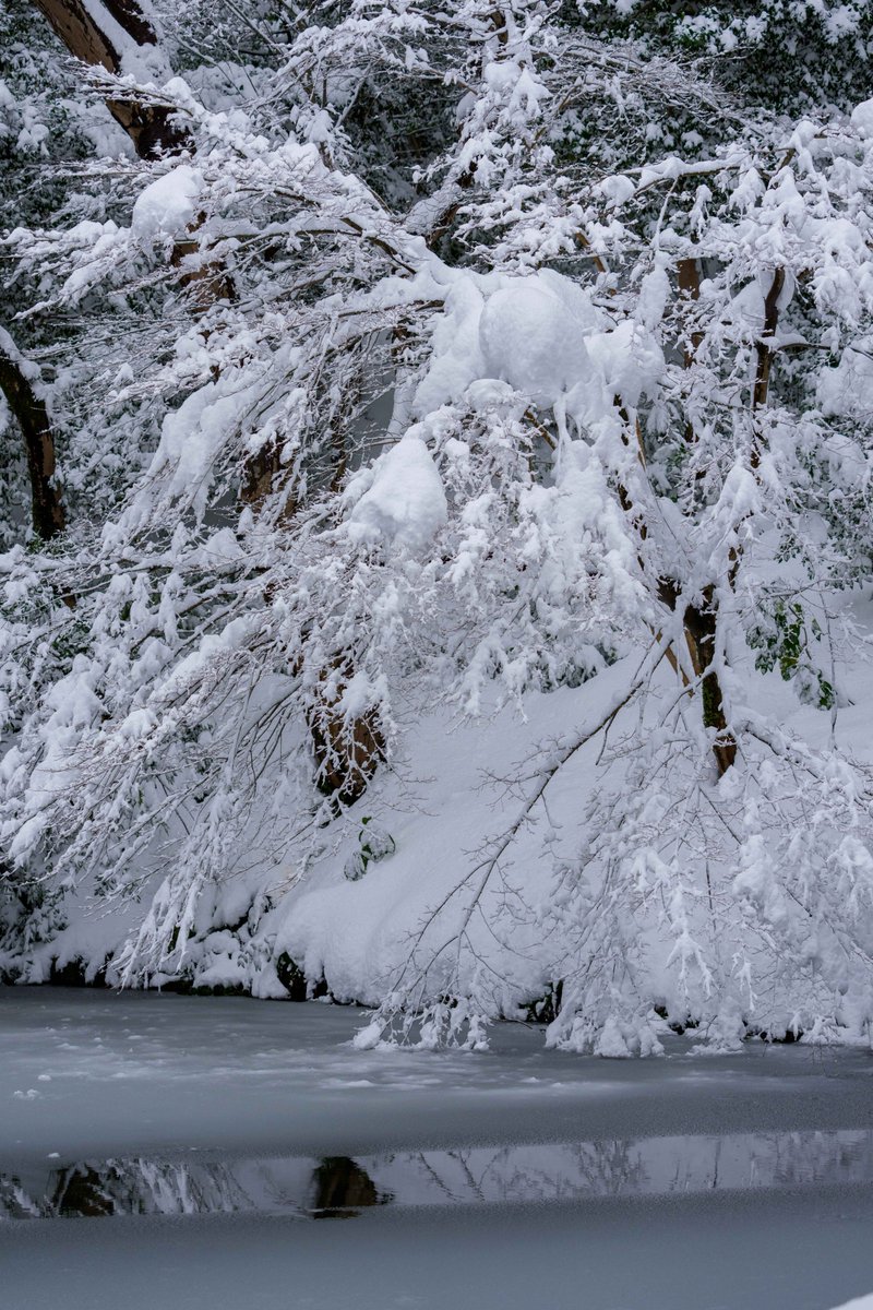 金沢の積雪深55cm（9:00）
きのうの兼六園